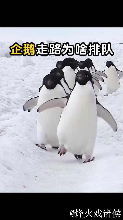 模仿企鹅步伐,稳健行走不摔跤 模仿企鹅步伐,稳健行走不摔跤
